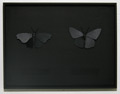 lepidoptera